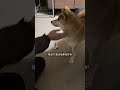 柴犬を飼って後悔する人は だいたいこんな感じ【#524】　 #柴犬 #柴犬との暮らし