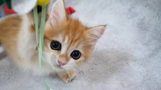 Here’s a kitten that gets angry when someone tries to take its toy…