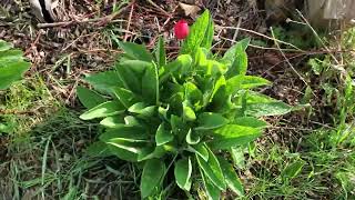 Early spring food forest walk and talk, 2024