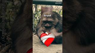 Secret camera catches shy monkey's real reaction 🍓 #hidden #shorts #monkey #wildlife