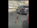بسرعه سيارات جايه شاهد بسرعه سيارات جايه شاهد