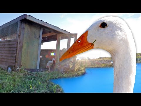וִידֵאוֹ: ברווזי בר בבריכות גן - טיפים למשיכת ברווזים לנכס שלך