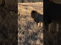 Hermosos Machos Kambula рџђѕрџђѕрџ Ќ Sabi Sands рџ їрџ рџ Ellymzila Hermosos Machos Kambula рџђѕрџђѕрџ Ќ Sabi Sands рџ їрџ рџ Ellymzila