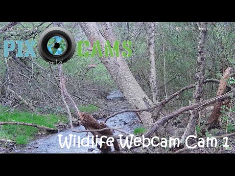 PixCams Wildlife Webcam 1 – Southwestern Pennsylvania Stream — Southwestern Pennsylvania, PA live camera thumbnail