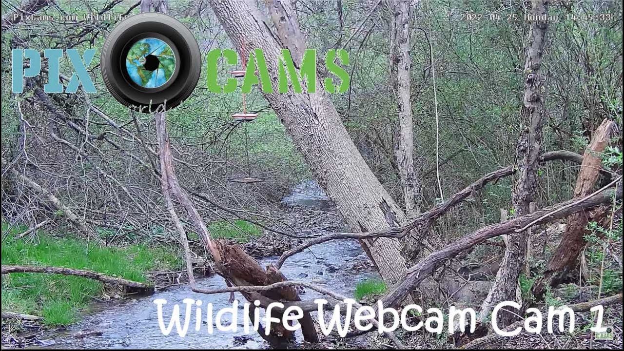 PixCams.com Wildlife Webcam 1 Live Stream - Natural Bird Bath!