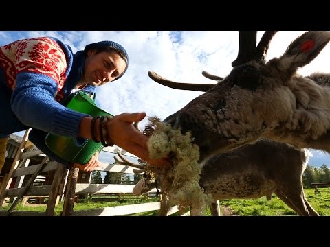Вся правда о северных оленях: как доить, чтобы дала