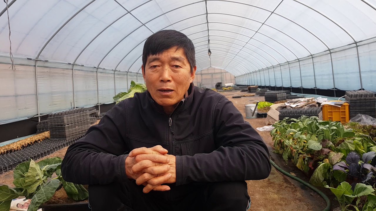 대파농사 최고로 잘 되는 방법과 쉽게 가꾸는 방법!!