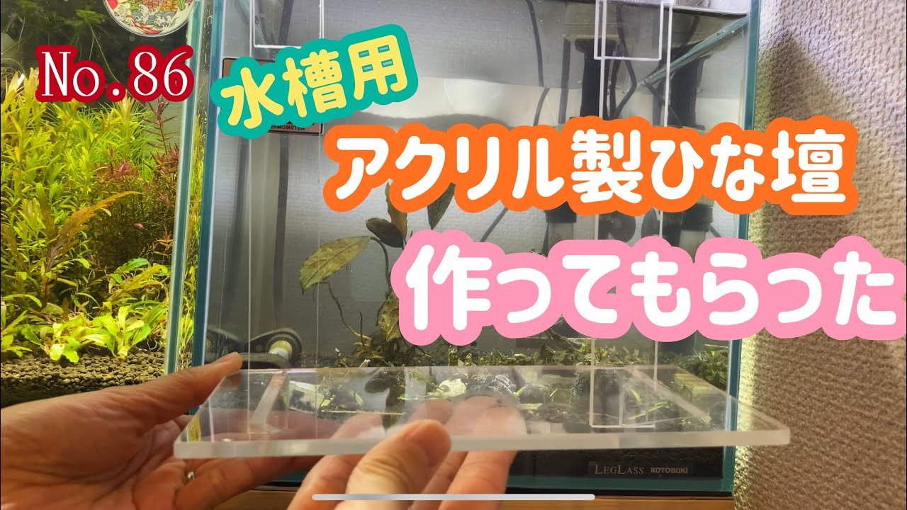 ブセファランドラのためにアクリル製ひな壇を作ってもらったよ - YouTube