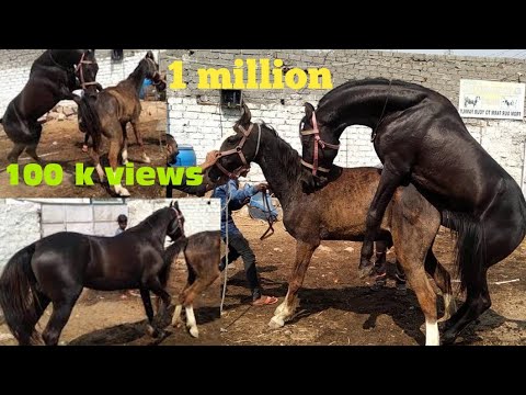  horse breeding in india hyderabad from #habshi horse #akramdairyfarm my horse stallion ⚫ 1 #million