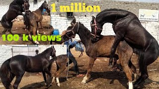 horse breeding in india hyderabad from #habshi horse #akramdairyfarm my horse stallion ⚫ 1 #million