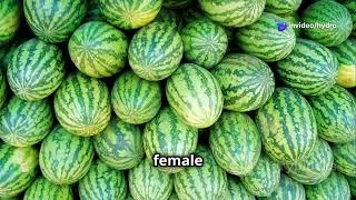Growing Watermelon  - 5 Mistakes to Avoid