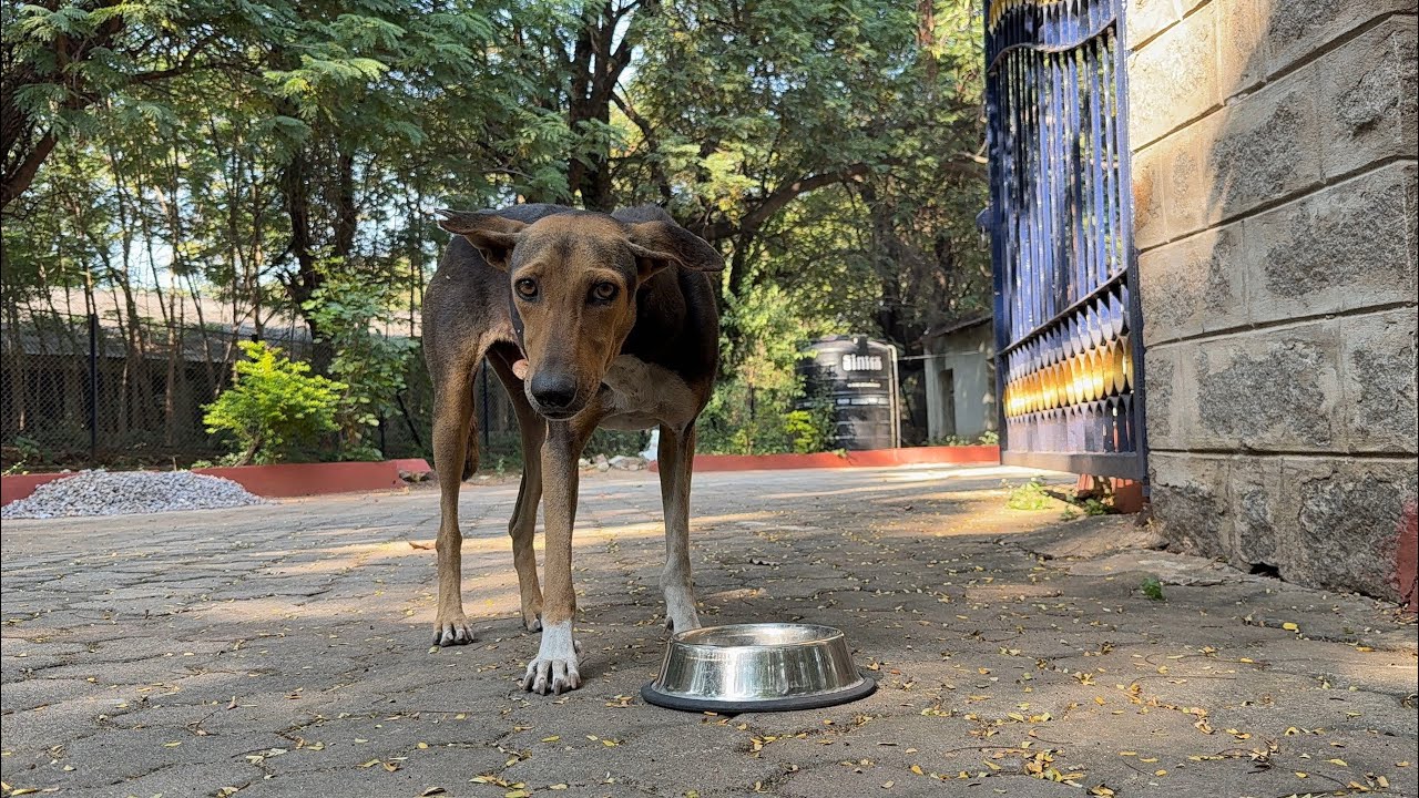 Feeding Hungry Street Dog in India | This Moment Changed Everything