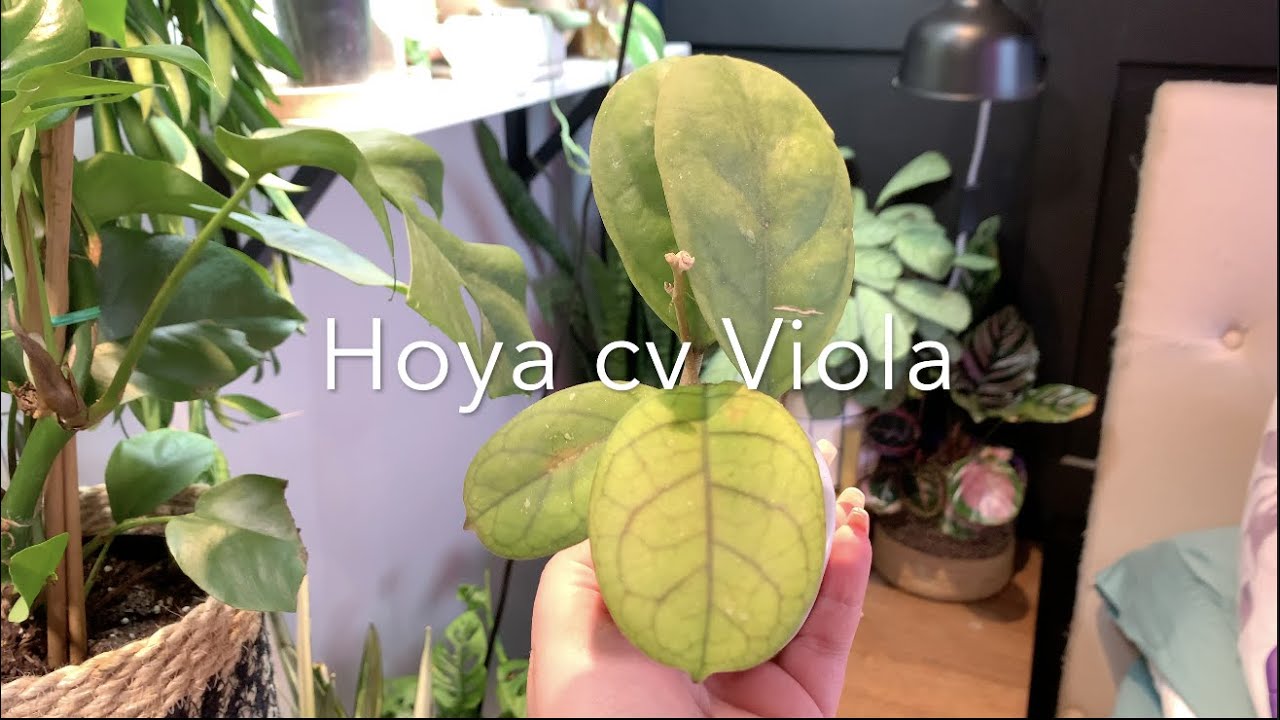 Hoya cv Viola Plant Overview YouTube