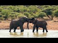 4K Animaux africains: Hwange National Park - Amazing African Wildlife Fetom Mp3 Song