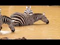 4K African Animals: Hwange National Park - Amazing African Wildlife Footage with Real Sounds in 4K