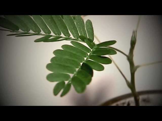 a mimosa pudica féreghajtó aktivitása