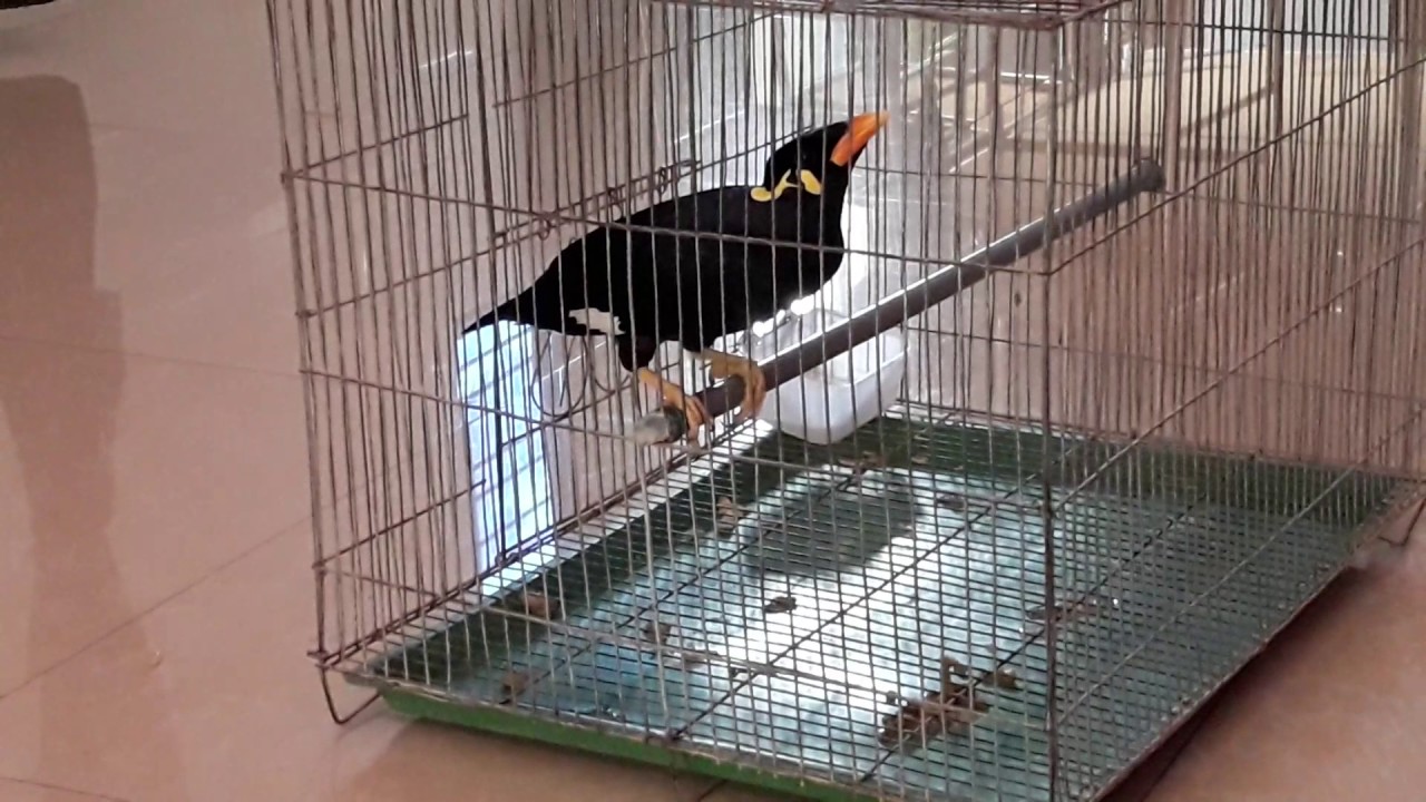 অবিশ্বাস্য বাংলায় কথা বলা ময়না পাখি