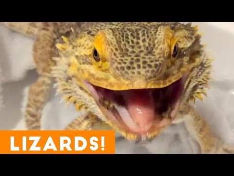 ultimate-funny-lizard-compilation-of-2018-|-funny-pet-videos