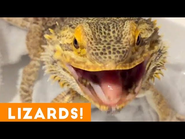 Ultimate Funny Lizard Compilation of 2018 | Funny Pet Videos