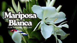 This is Cuba's national flower. White butterfly
