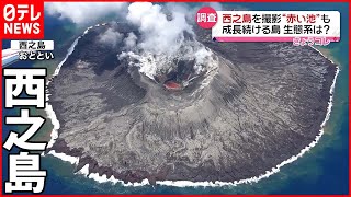 【成長続ける西之島】「変化が早い」 70種類以上の生物を確認  “赤い池”も撮影