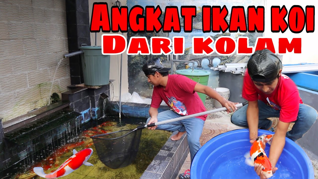 Angkat ikan  koi  dari kolam kunjungan mas jeje ke penjual  