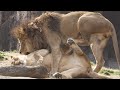 ライオンのガオウが興奮【天王寺動物園】