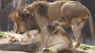 Gao the lion gets excited [Tennoji Zoo]