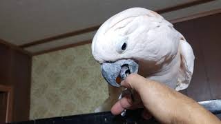 Cockatoo freakout subsequent movie film