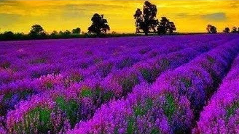 سورةالزمر من( ٦ الى ١٠) قراءة بتجويد  بصوت أيمن السويد 🌸🌸