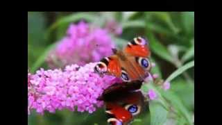 My Butterflies Photography 2014