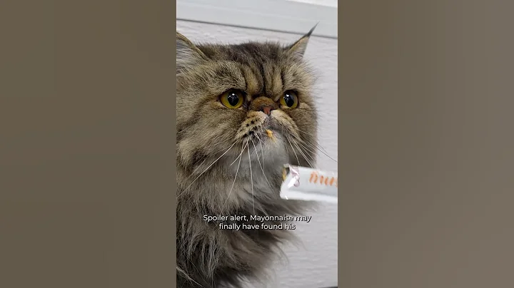 Video 11025451: persian cat grooming, persian cat first