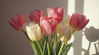 Spring Tulips| 2 Hour Art Screensaver for TV | Calm Frame TV Art| 4K TV Art screenshot 1