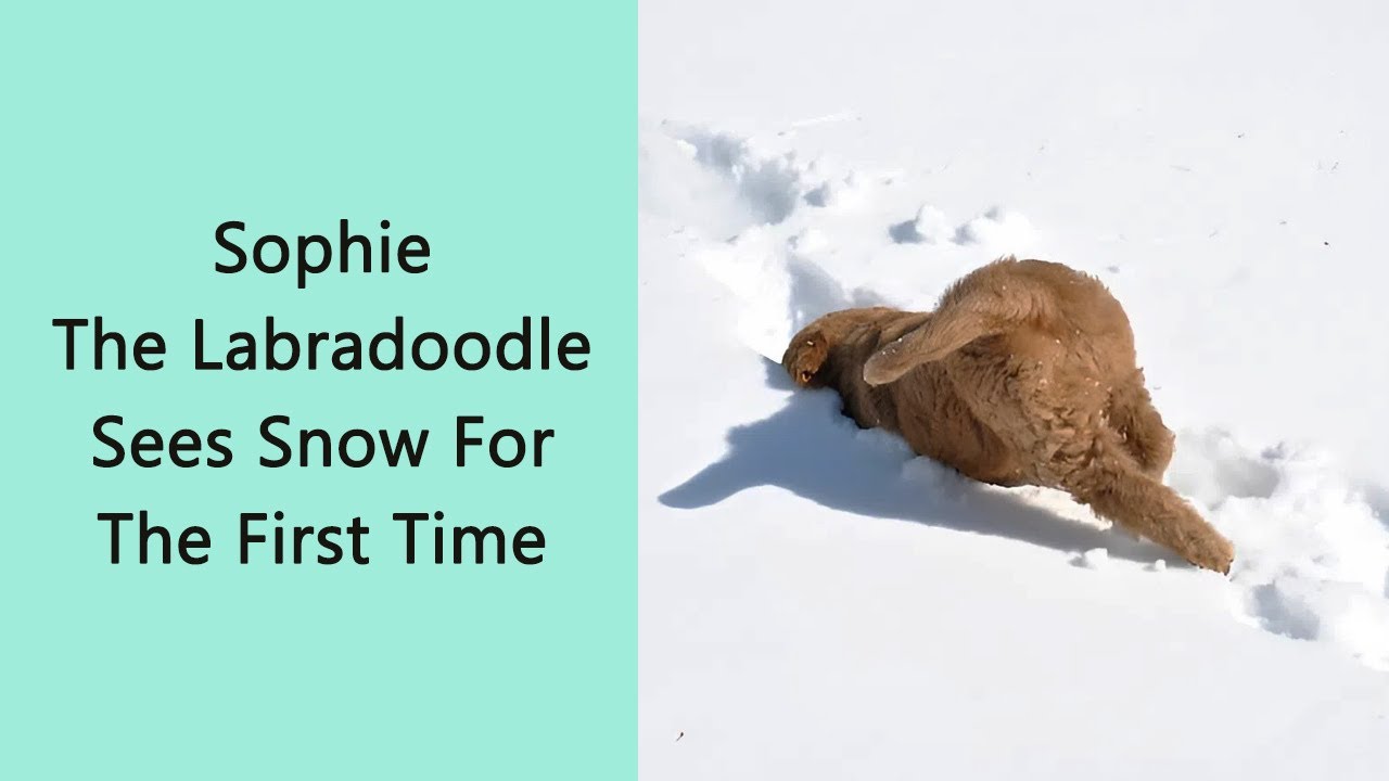 50 Animals Experiencing Snow for the First Time — And It’s Adorable (New Pics)