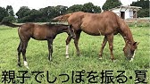 馬たちは しっぽふりふり草刈り中 Youtube