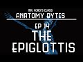 Anatomy of the Epiglottis