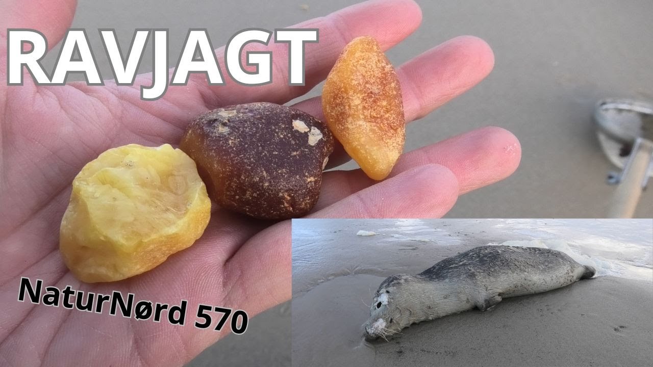 RAVJAGT I NATURPARK VESTERHAVET !!