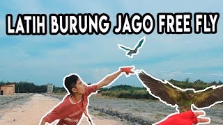 cara latih burung jinak bisa free fly betet sumatra ( mocil ) #fftipistipis