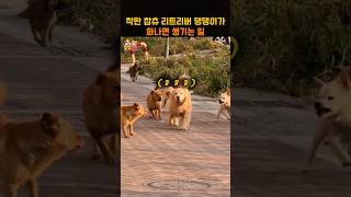 착한 찹츄 리트리버 댕댕이가 화나면 생기는 일