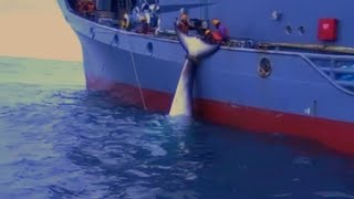 Video: IMPACTANTE: Japoneses cazan ballenas impunemente en el Océano Antártico