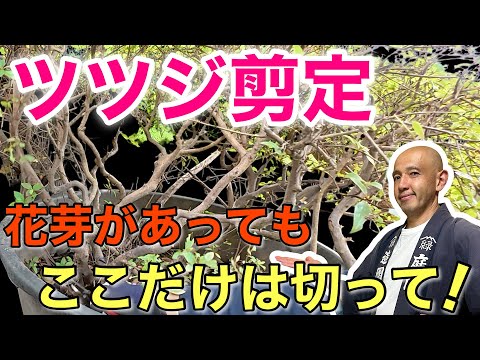 ツツジとシャクナゲの冬越し準備、秋にやるべき3つの作業