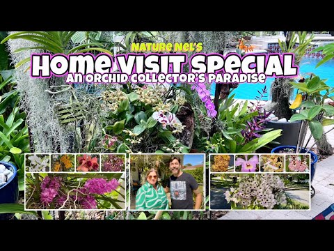Orchid Collector Vivian Opens The Doors To Her Collection Of Orchids Truly An Orchid Paradise 