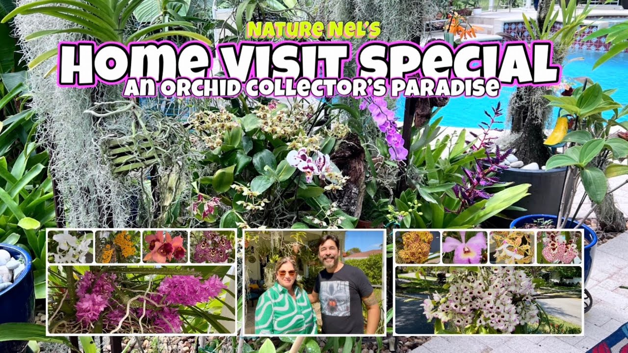 Orchid collector Vivian opens the doors to her collection of orchids. Truly an orchid paradise.