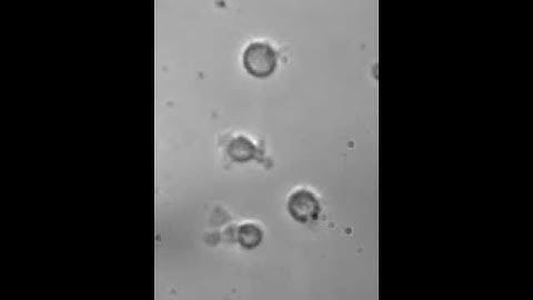 T cell locomotion on ICAM-1 is PKC-Beta dependent.