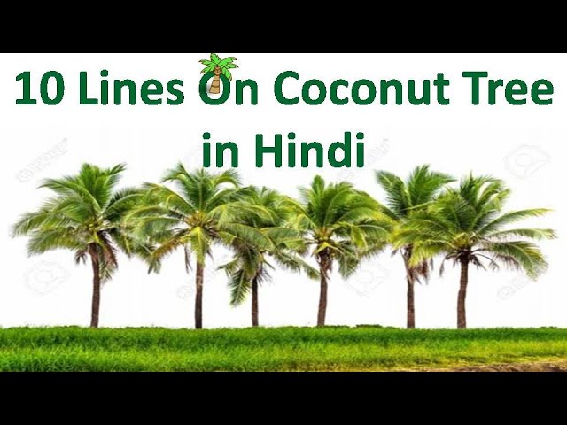  Benefits Of Coconut Tree Coconut Tree Facts Uses And Benefits Of The Cocos Nucifera Tree 