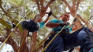 Tree Climbing using Double Rope Technique DRT with 9mm Diameter Rope