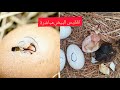 لحضة خروج الكتكوت من البيضة سبحان الخالق 