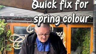 Quick fix for spring Colour #bulbs #springflowers🌸 #springbulbs #gardens #plants #springcolor
