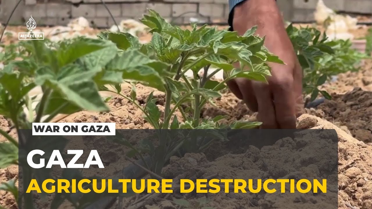 تدمير الزراعة في غزة: الحرب تتوسع والأراضي الزراعية تقع تحت السيطرة الإسرائيلية