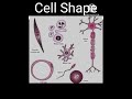 Biology Cell Of Different Different Shape Biology Cell Of Different Different Shape